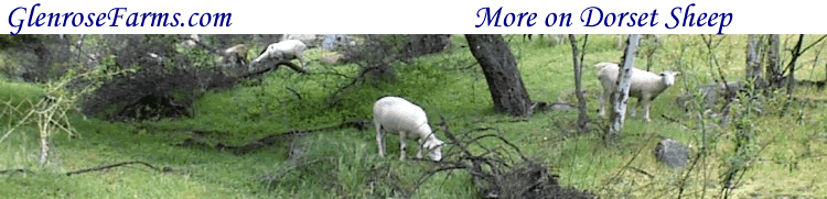Some of our sheep grazing